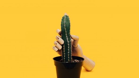Penis thickness using the example of a cactus. 